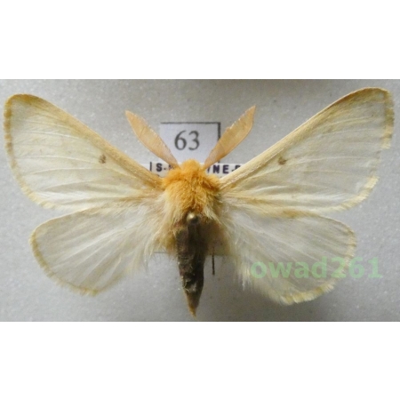 Lemonia strigata (Rebel, 1910) Greece63